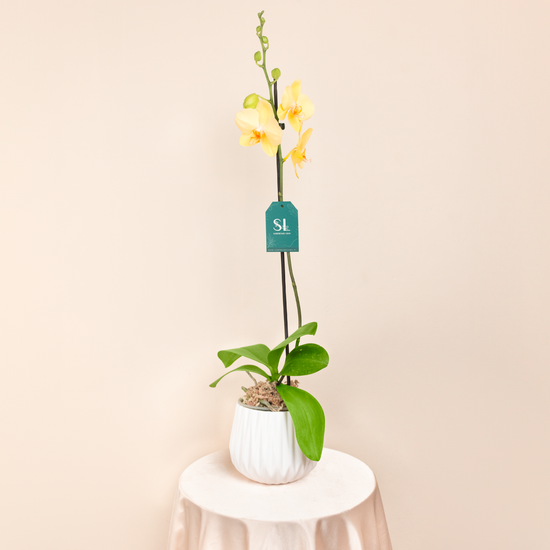 ORQUÍDEA AMARILLA